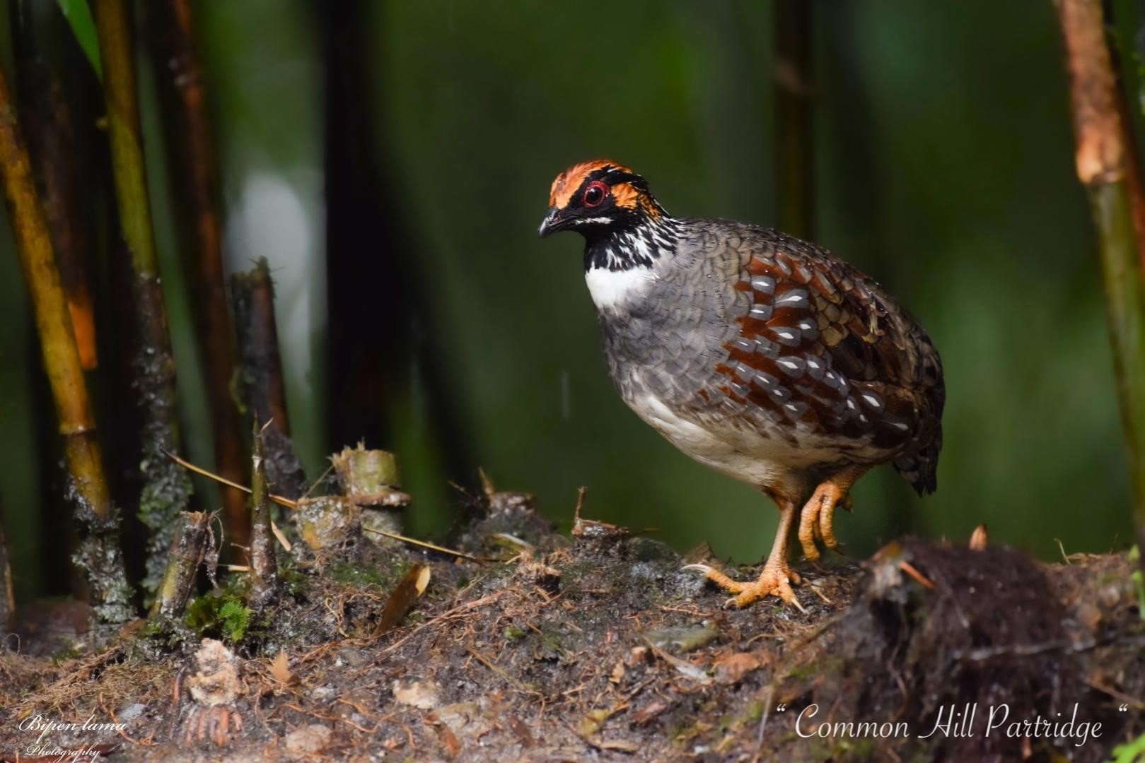 Common hill Partridge ( Local name : Peeuraa)